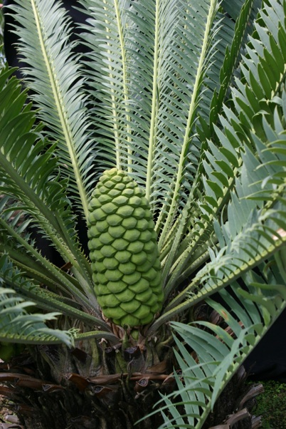 Encephalartos Munchii